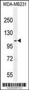 Semaphorin 3G antibody, 56-094, ProSci, Western Blot image 