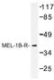 Melatonin Receptor 1B antibody, AP01322PU-N, Origene, Western Blot image 