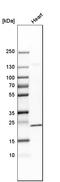 Sm22 antibody, HPA019467, Atlas Antibodies, Western Blot image 