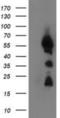 UBX Domain Protein 2B antibody, NBP2-00543, Novus Biologicals, Western Blot image 
