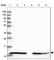 10 kDa heat shock protein, mitochondrial antibody, HPA038755, Atlas Antibodies, Western Blot image 
