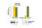Checkpoint Kinase 1 antibody, 7870C, Cell Signaling Technology, Enzyme Linked Immunosorbent Assay image 