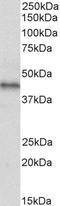 Atypical Chemokine Receptor 3 antibody, LS-C502332, Lifespan Biosciences, Western Blot image 