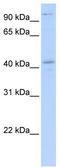 FYVE, RhoGEF and PH domain-containing protein 1 antibody, TA343464, Origene, Western Blot image 
