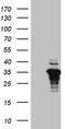Uncharacterized protein FLJ40504 antibody, CF810104, Origene, Western Blot image 