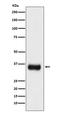 Serine And Arginine Rich Splicing Factor 1 antibody, M00497, Boster Biological Technology, Western Blot image 