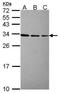 Ribosomal Protein L7a antibody, PA5-30155, Invitrogen Antibodies, Western Blot image 
