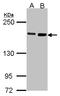 DIAPH1 antibody, LS-C185456, Lifespan Biosciences, Western Blot image 