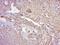 Hair Cortex Cytokeratin  antibody, orb184016, Biorbyt, Immunohistochemistry paraffin image 