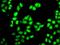 Proteasome 26S Subunit, ATPase 3 antibody, GTX55764, GeneTex, Immunofluorescence image 