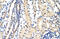 Exosome complex exonuclease RRP40 antibody, 29-427, ProSci, Immunohistochemistry frozen image 