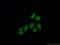 Nuclear Cap Binding Protein Subunit 2 antibody, 11950-1-AP, Proteintech Group, Immunofluorescence image 