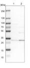 Exosome complex exonuclease RRP4 antibody, NBP1-92355, Novus Biologicals, Western Blot image 