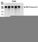 RNA Polymerase II antibody, A304-407A, Bethyl Labs, Western Blot image 
