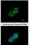 SH3 And Cysteine Rich Domain antibody, PA5-30181, Invitrogen Antibodies, Immunofluorescence image 