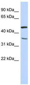 Family With Sequence Similarity 81 Member B antibody, TA338874, Origene, Western Blot image 