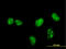 MAP kinase-interacting serine/threonine-protein kinase 1 antibody, LS-B5436, Lifespan Biosciences, Immunofluorescence image 