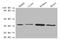 3-Hydroxybutyrate Dehydrogenase 1 antibody, A53205-100, Epigentek, Western Blot image 