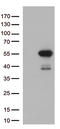 Mitochondrial Translation Release Factor 1 antibody, CF813067, Origene, Western Blot image 