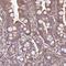 Glucosamine-6-Phosphate Deaminase 2 antibody, HPA046891, Atlas Antibodies, Immunohistochemistry frozen image 