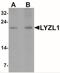 Lysozyme Like 1 antibody, NBP2-41184, Novus Biologicals, Western Blot image 