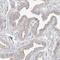 Protein ALEX antibody, NBP1-89752, Novus Biologicals, Immunohistochemistry frozen image 