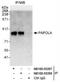 Poly(A) Polymerase Alpha antibody, NB100-55267, Novus Biologicals, Immunoprecipitation image 