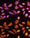 Ribosomal Protein S20 antibody, GTX64800, GeneTex, Immunofluorescence image 