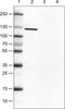Ring Finger Protein 180 antibody, NBP1-86127, Novus Biologicals, Western Blot image 