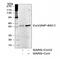 Nucleoprotein antibody, 11-017, ProSci, Western Blot image 