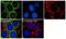 Y-Box Binding Protein 1 antibody, 702245, Invitrogen Antibodies, Immunocytochemistry image 
