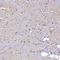 SEP antibody, HPA040586, Atlas Antibodies, Immunohistochemistry frozen image 