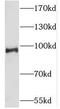 STE20 Like Kinase antibody, FNab07985, FineTest, Western Blot image 