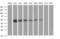 Mitochondrial tRNA-specific 2-thiouridylase 1 antibody, MA5-26194, Invitrogen Antibodies, Western Blot image 