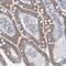 Zinc Finger CCCH-Type Containing 3 antibody, NBP1-81536, Novus Biologicals, Immunohistochemistry frozen image 