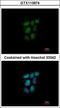 Nuclear Receptor Subfamily 0 Group B Member 2 antibody, GTX113874, GeneTex, Immunofluorescence image 