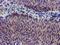 Potassium Voltage-Gated Channel Subfamily J Member 3 antibody, M05677, Boster Biological Technology, Immunohistochemistry paraffin image 