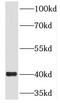 Regulating Synaptic Membrane Exocytosis 3 antibody, FNab07304, FineTest, Western Blot image 