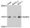 Receptor activity-modifying protein 2 antibody, A3075, ABclonal Technology, Western Blot image 