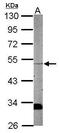 WD Repeat Domain 12 antibody, PA5-31703, Invitrogen Antibodies, Western Blot image 