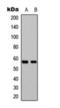 G Protein-Coupled Receptor 101 antibody, orb393299, Biorbyt, Western Blot image 