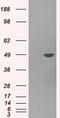Pleckstrin antibody, LS-C114959, Lifespan Biosciences, Western Blot image 