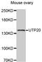 UTP20 Small Subunit Processome Component antibody, MBS9127299, MyBioSource, Western Blot image 