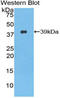 Nesfatin-1 antibody, LS-C295560, Lifespan Biosciences, Western Blot image 