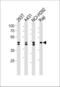 Heterogeneous Nuclear Ribonucleoprotein D antibody, LS-C164958, Lifespan Biosciences, Western Blot image 
