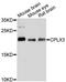 Complexin 3 antibody, LS-C748729, Lifespan Biosciences, Western Blot image 