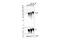 Microtubule Associated Protein Tau antibody, 78129S, Cell Signaling Technology, Western Blot image 