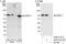 Centromere Protein T antibody, A302-313A, Bethyl Labs, Immunoprecipitation image 