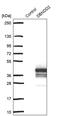Dysbindin Domain Containing 2 antibody, PA5-60575, Invitrogen Antibodies, Western Blot image 