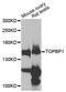 DNA Topoisomerase II Binding Protein 1 antibody, LS-C747663, Lifespan Biosciences, Western Blot image 